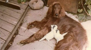 Romney Family Photo